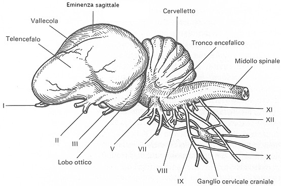 Immagine dell'encefalo di gallina